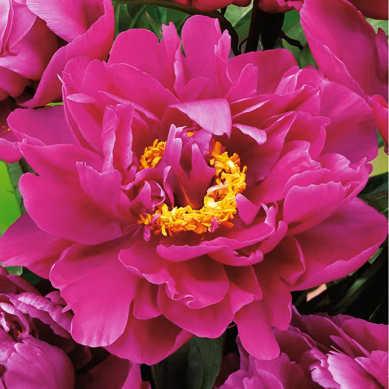 Paeonia Peonia piantina Karl Rosenfield 1 pz Peonie piantine Profumate