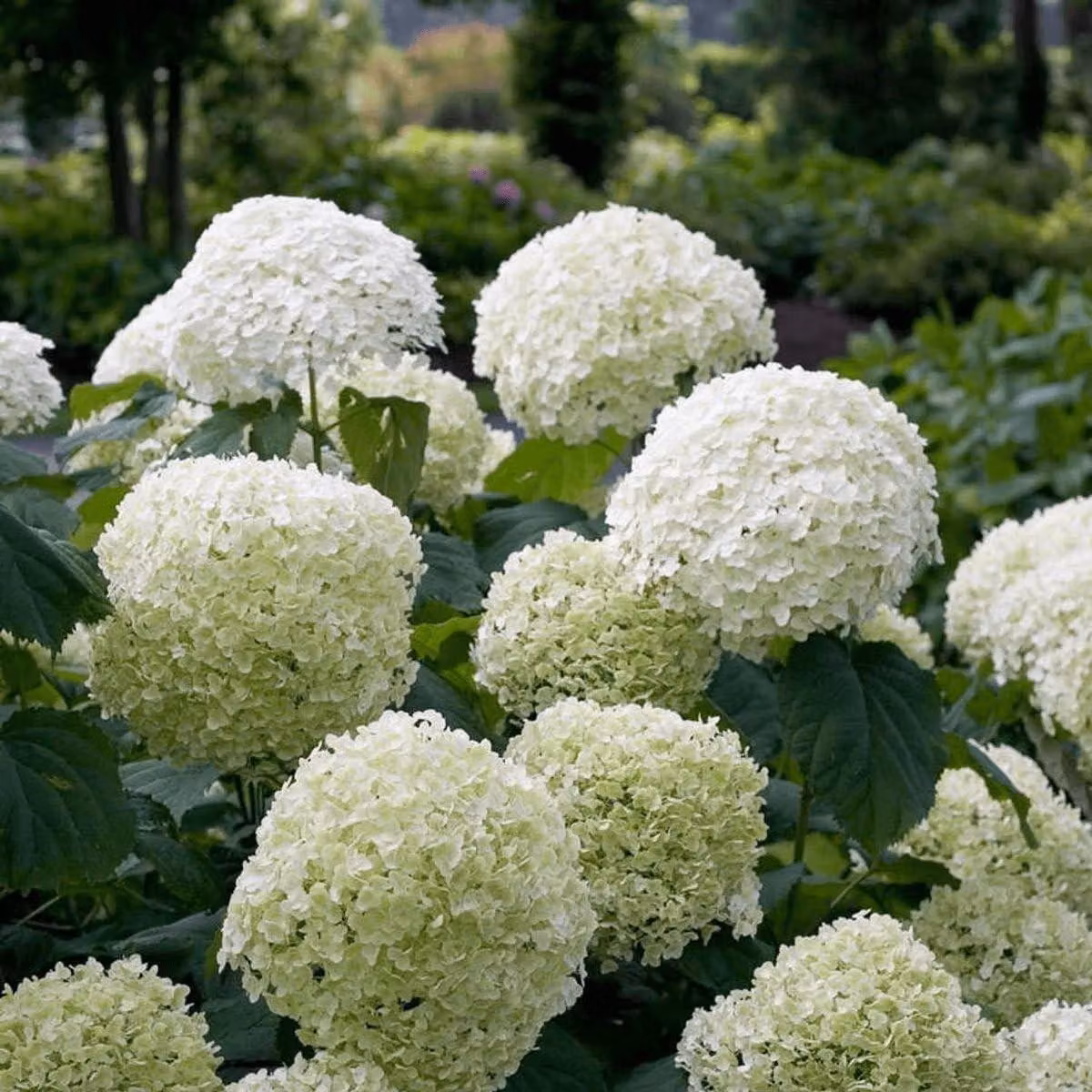 Solidchoice - Idrangea 'Strong Annabelle' con grandi fiori bianchi, 19 cm