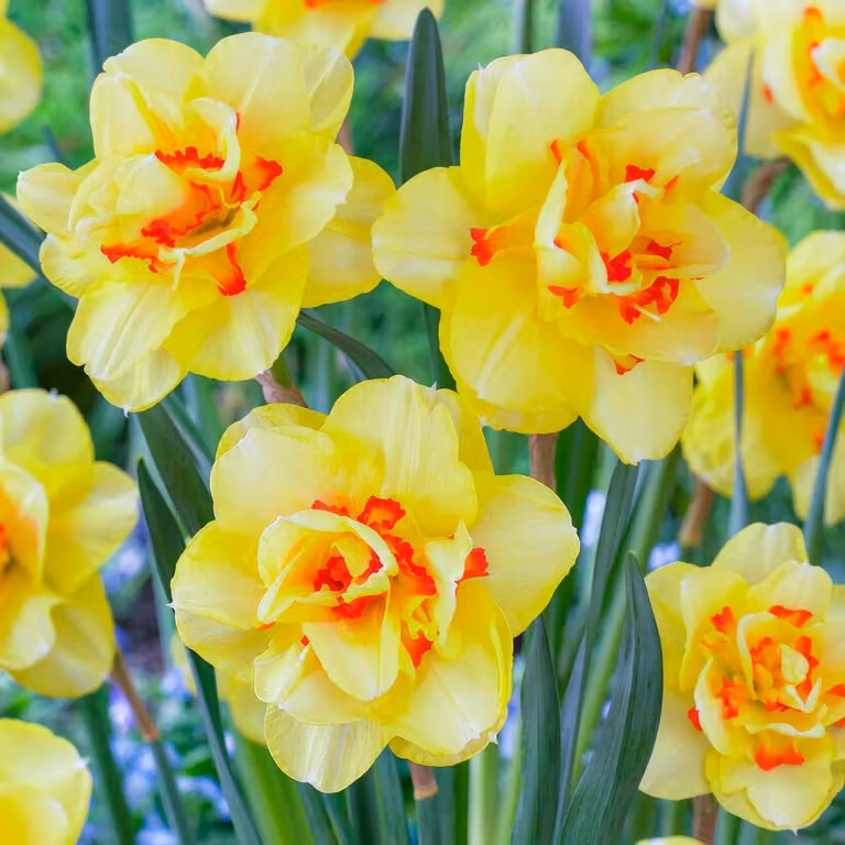 Bulbi di narciso resistenti al freddo, perenni - Narcisi Tahiti (Osterglocken) - 25 bulbi - Piante profumate provenienti dall'Olanda - adatte per giardino e vasi (non semi, non prodotti artificialmente)