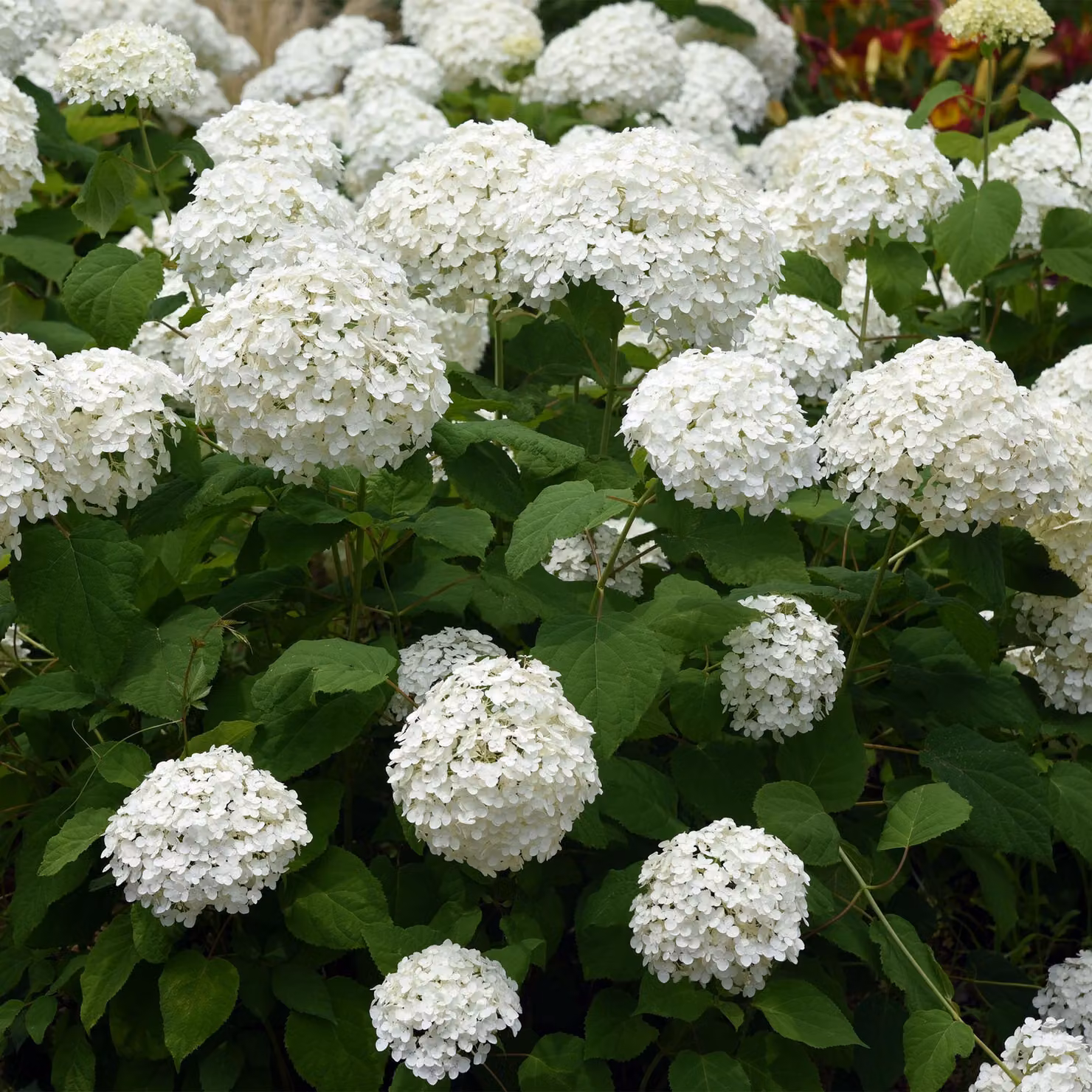 Ortensia a pannocchia - Hydrangea arborescens Annabelle - Fiore bianco - Fiori