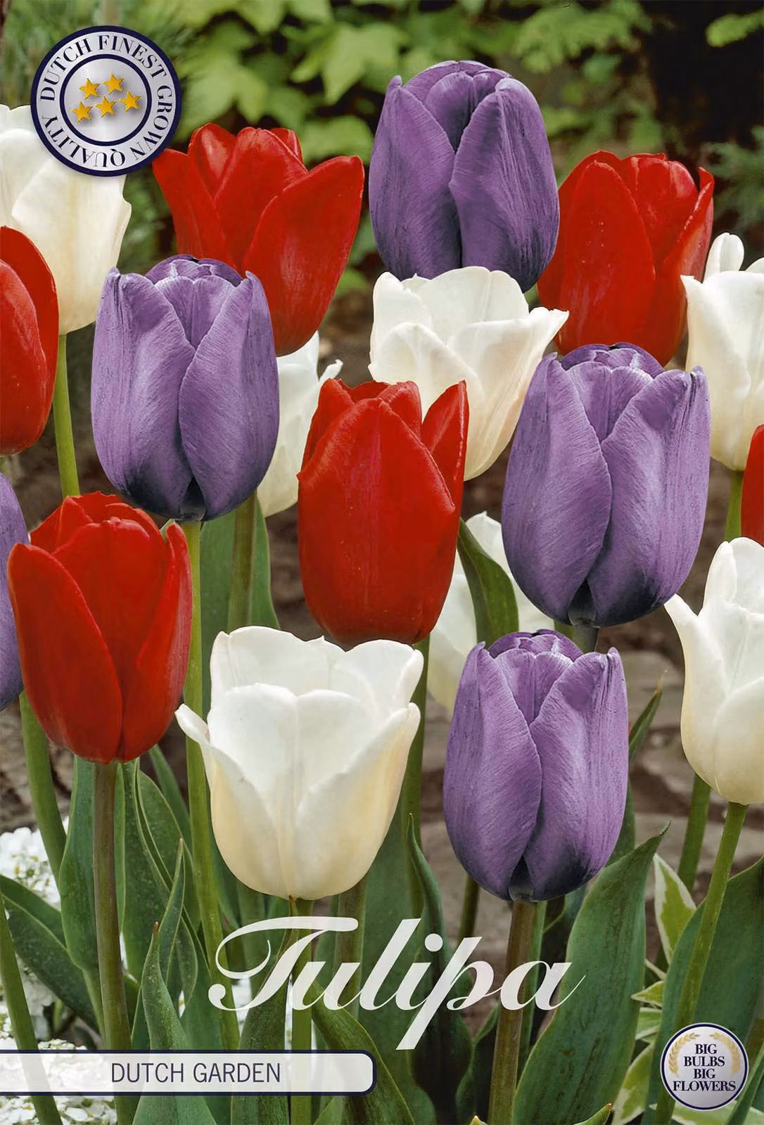 Tulipano Dutch Garden (10 pezzi) | Bulbi di tulipano di Sam van Schooten