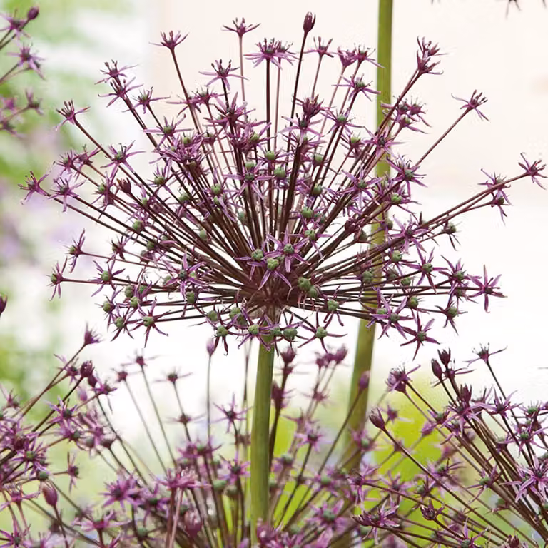 Bulbi da fiore Bulbi Porro ornamentale Allium Toabago 3 pz.