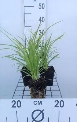 6 x Hemerocallis hybr. 'Sammy Russell' - daylily - vaso 9 x 9 cm