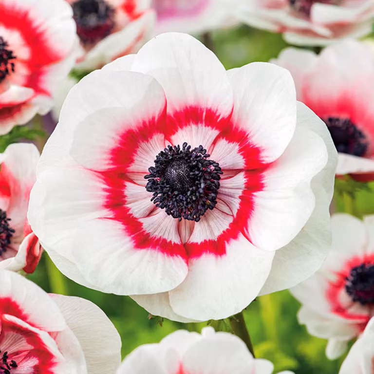 Anemone Anemone Bicolor 10 pz Anemoni Bulbi di anemone