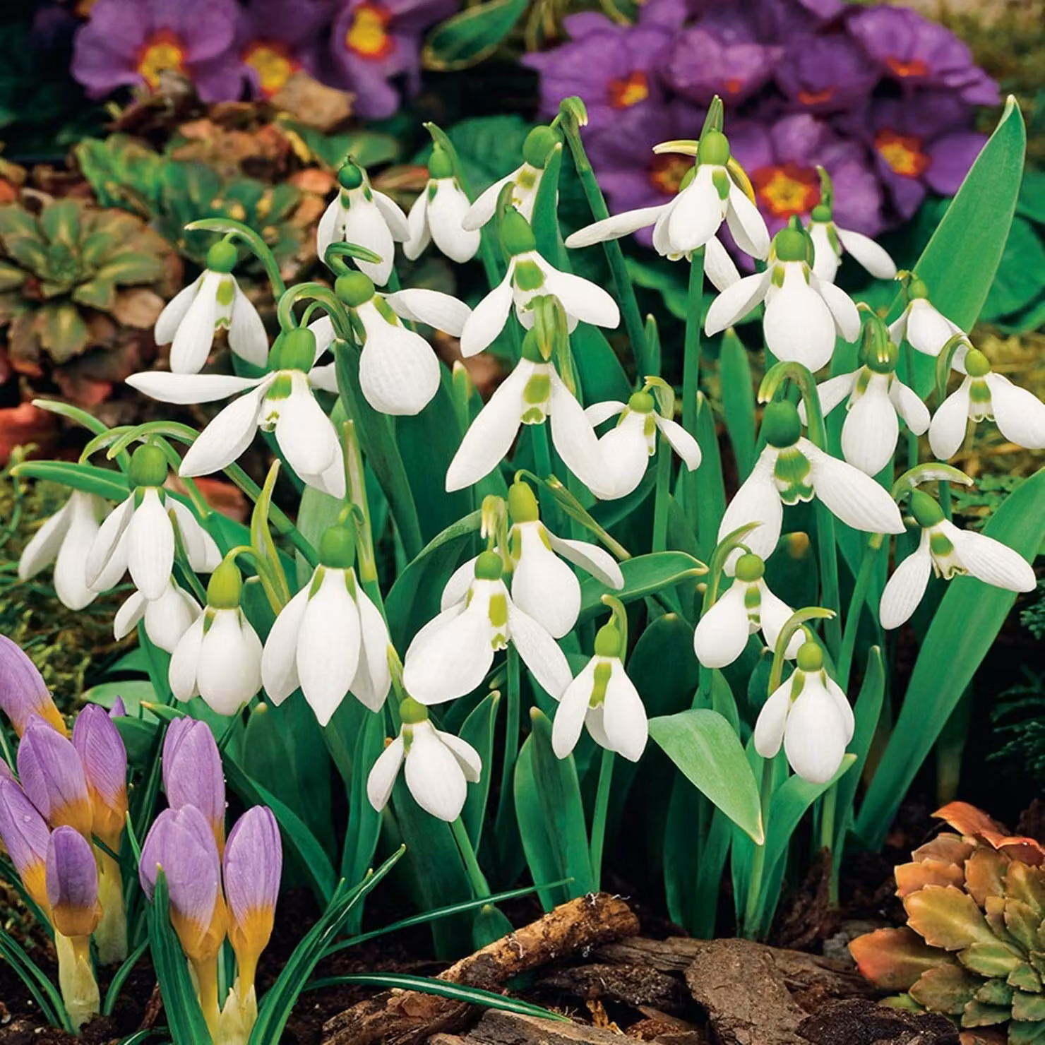 Galanthus Bulbi da fiore Bulbi da fiore Bucaneve Nivalis 5 pz.