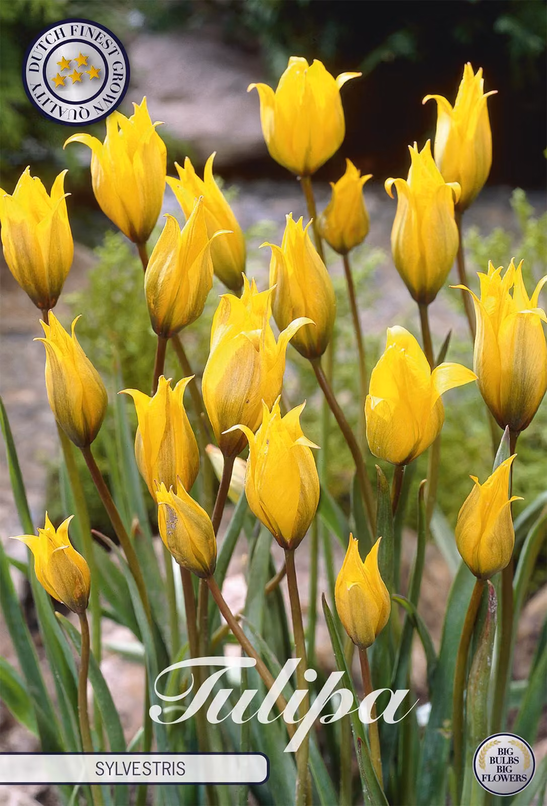 Tulipano Sylvestris (10 bulbi) | Bulbi di tulipano di Sam van Schooten