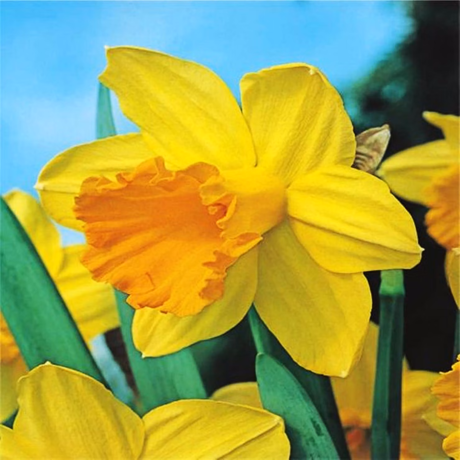 Bulbi di narciso Fiori di narciso tradizionali Narciso 10 pz.