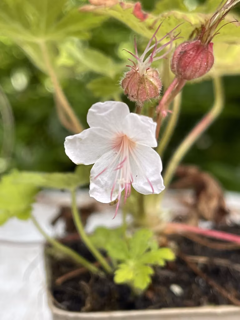6 x Geranium macr. 'Spessart' - Cranesbill in - vaso 9x9 cm