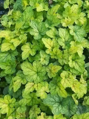 6 x Tiarella cord. 'Running Tiger' - fiore in schiuma - vaso 9 x 9 cm