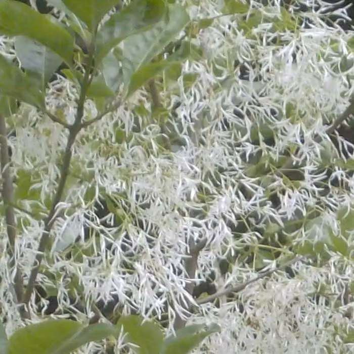 Chionanthus virginicus (arbusto delle nevi) | 30-40 cm in vaso