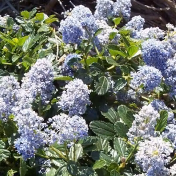 2 piante di Ceanothus 'Edinburgh' (Säckelblume) | Altezza: 30-40 cm, in vaso
