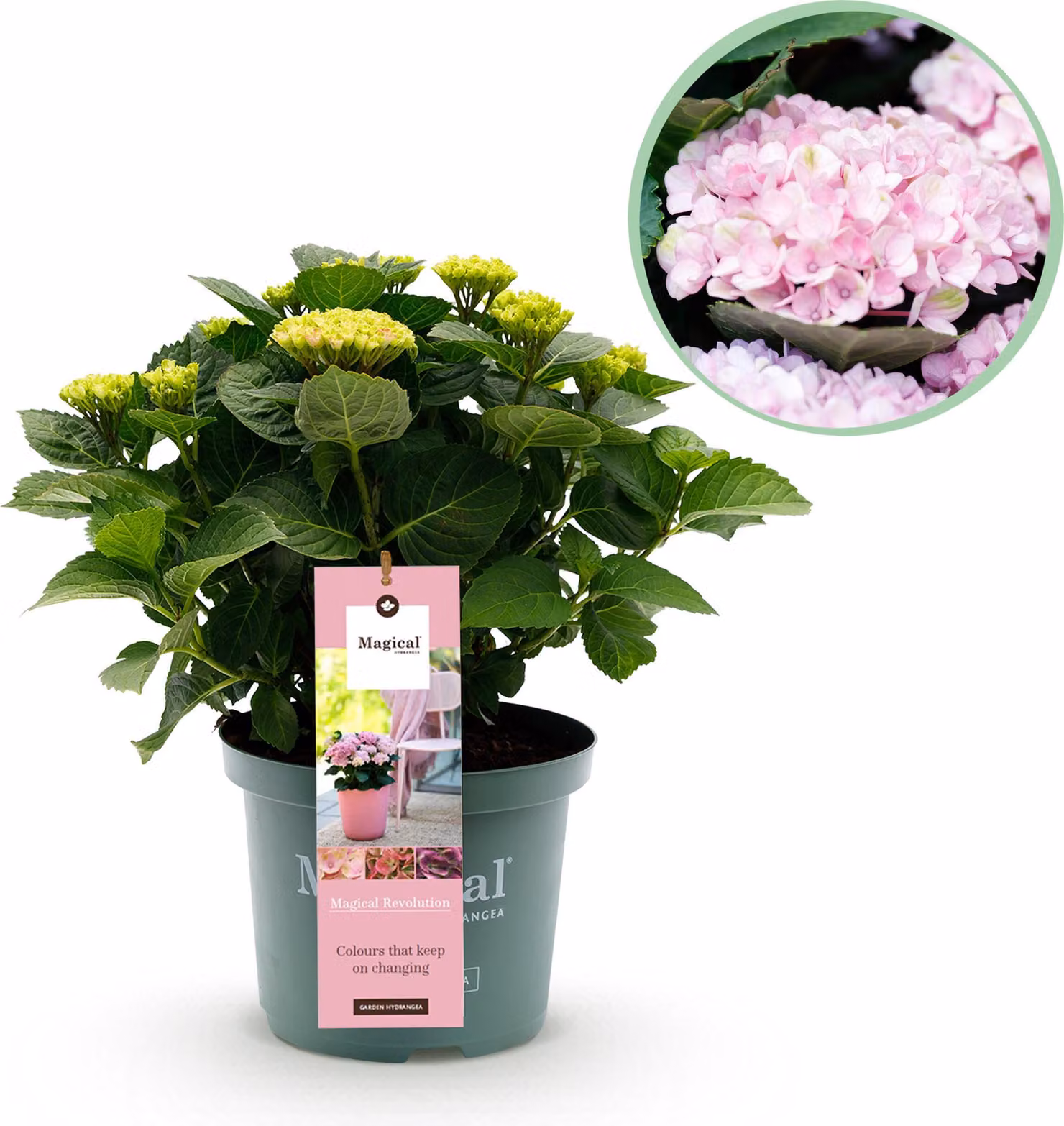 Ortensia - Hydrangea Magical Revolution Pink - Rosa - 6-10 Fiori - Pianta da terrazzo - 40-55cm - Ø23cm - Pianta da giardino