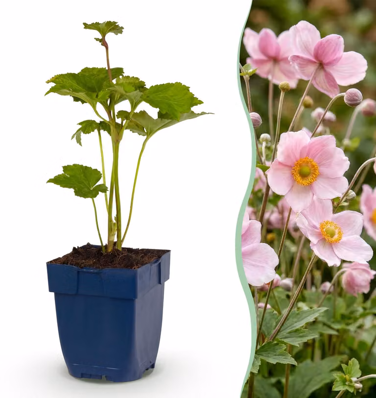 Anemone ibrido 'Kön. Charlotte' - Anemone autunnale - Ombra - Rosa - 15-25cm - Ø11cm - Pianta da giardino