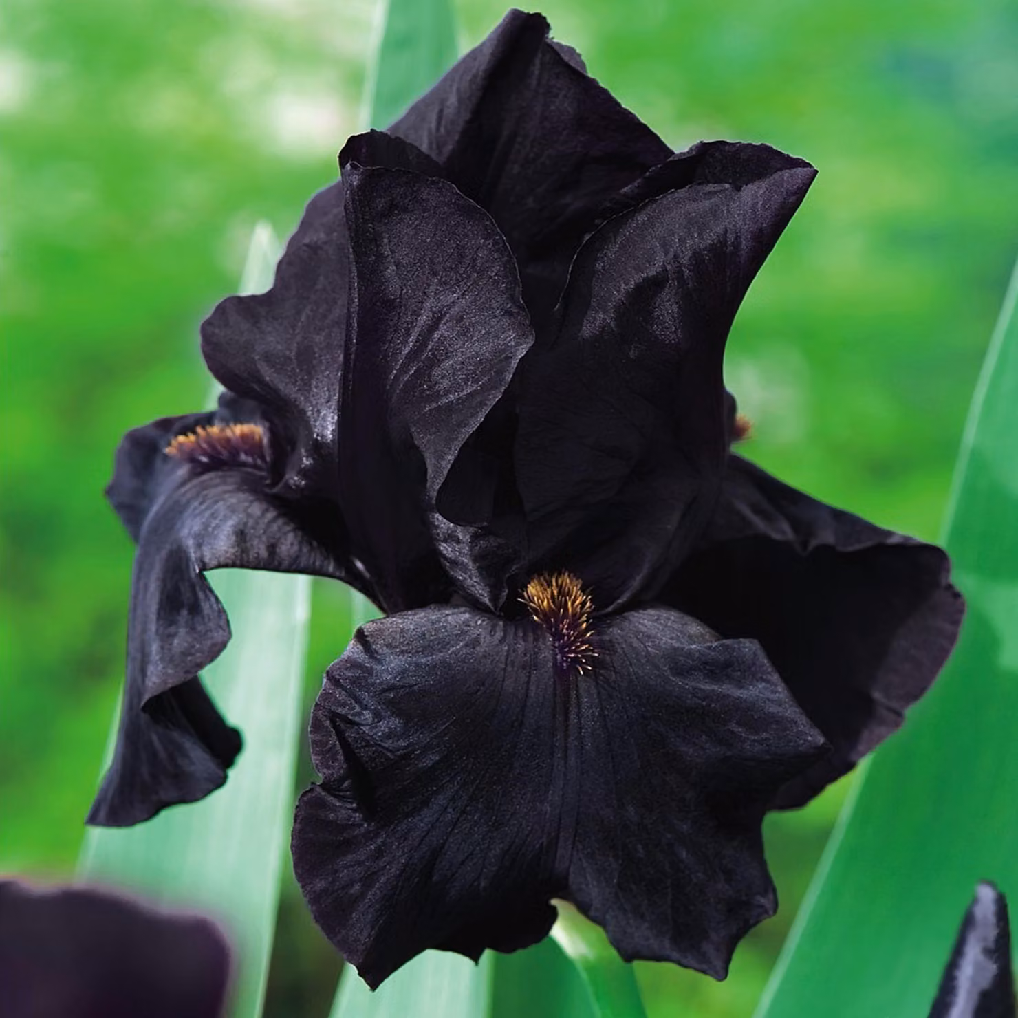 Iris Germanica Bródkowy Black Night 1 pz Iris piantine Iris Iris