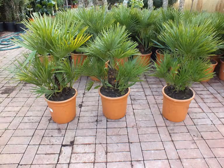 Palma nana resistente al freddo 120 cm Chamaerops humilis Una delle specie di palma più resistenti al freddo in Europa