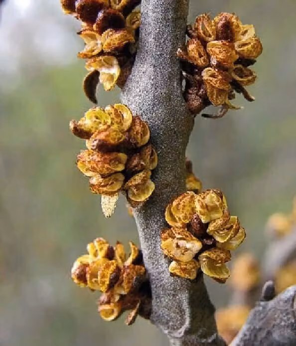 Olivello Spinoso Hikul Maschio 2L