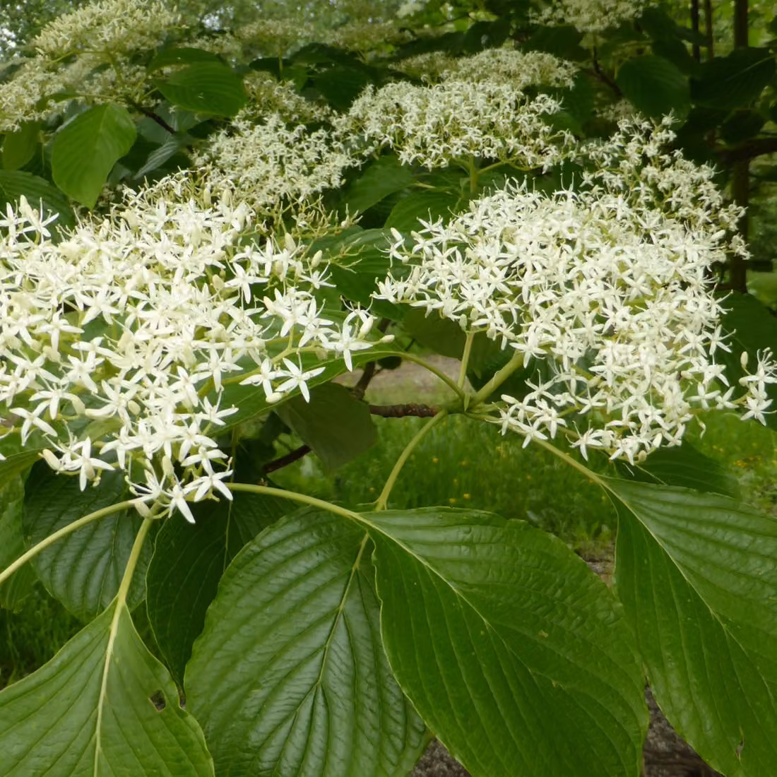 Cornus controversa (Cornus a cespuglio) | Altezza: 60-80 cm, in vaso