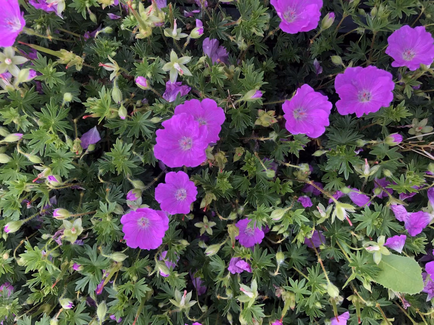 6 xGeranium sanguineum 'Max Frei' - Cranesbill - vaso 9 x 9 cm