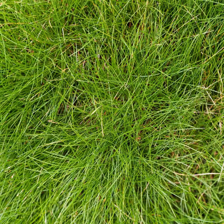 Festuca gautieri - Festuca ornamentale - 6 piante, Ø9cm, altezza 10-25cm - Erba
