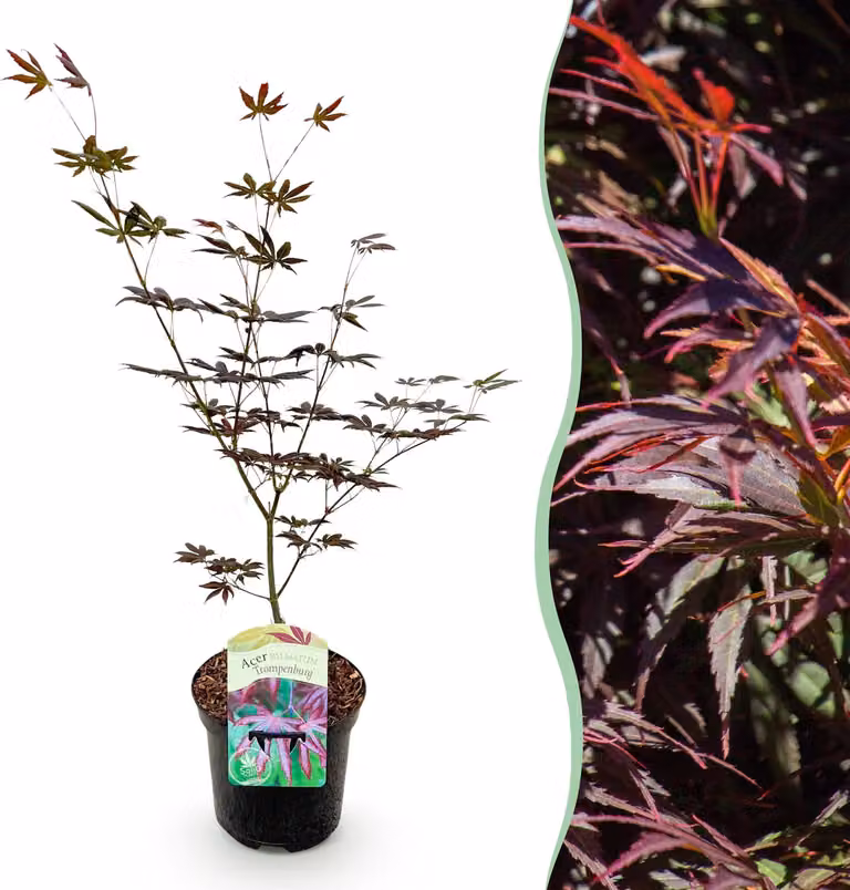 Pianta da terrazzo - Acero giapponese - Acer palmatum Trompenburg - Viola scuro - 1 Pianta - Decidua - 60-70cm - Ø25cm - Pianta da giardino