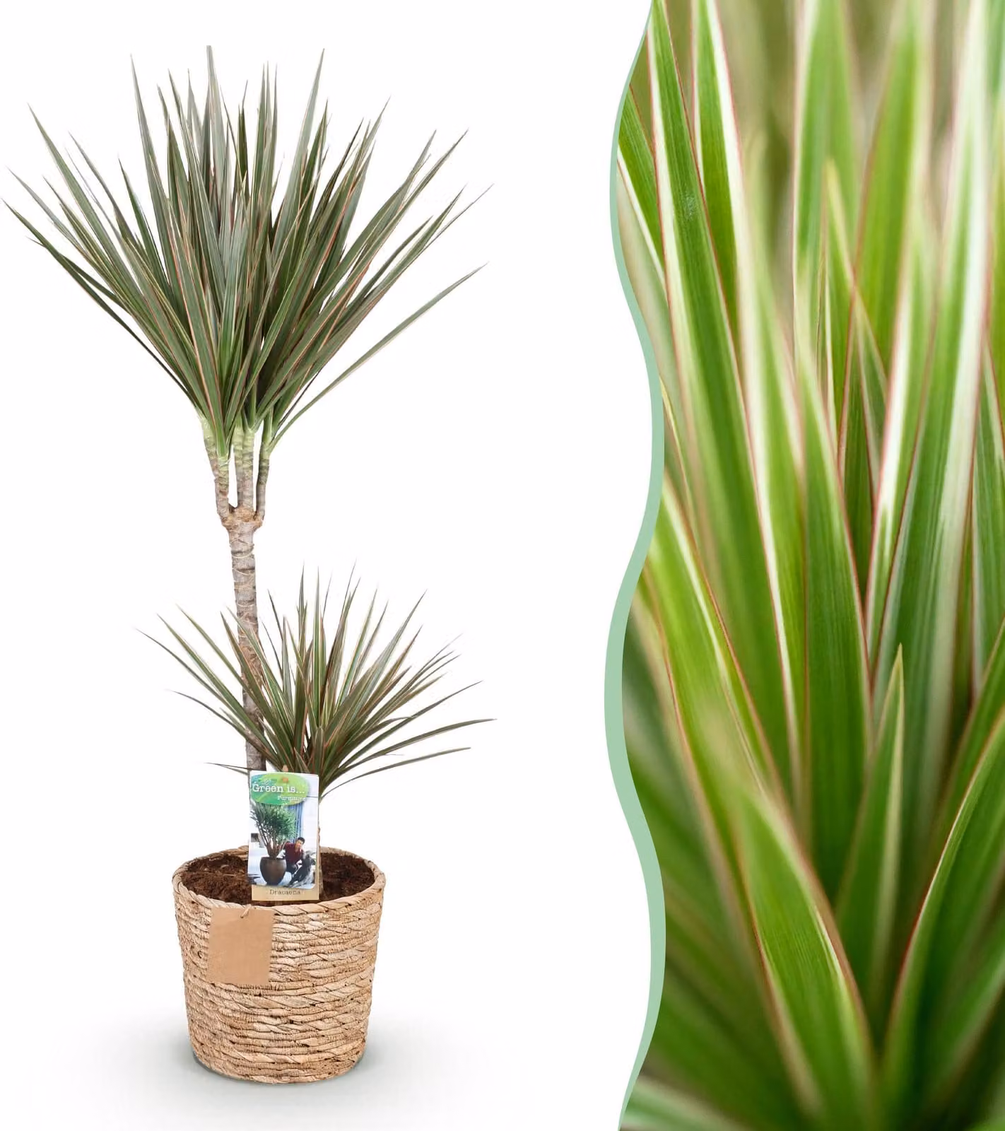 Dracaena Marginata Bicolore - Albero del drago - A bassa manutenzione - con cesto - Verde - 90-100cm - Ø21cm - Pianta d'appartamento - Sempreverde