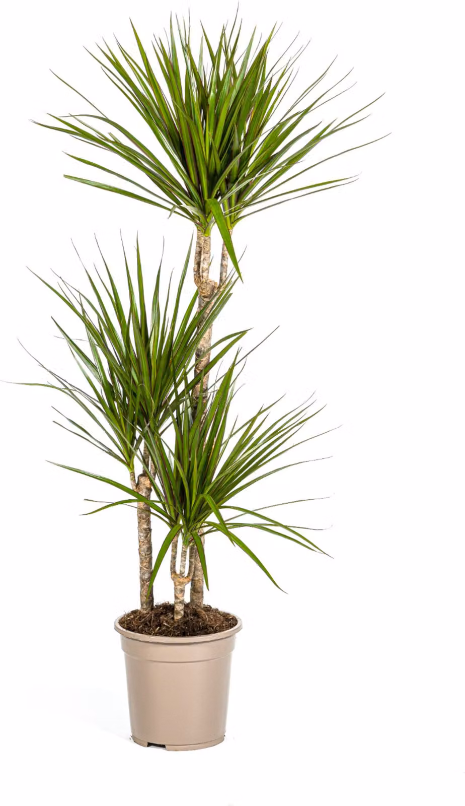 Dracaena Marginata Verde Ø21cm - ↕120cm