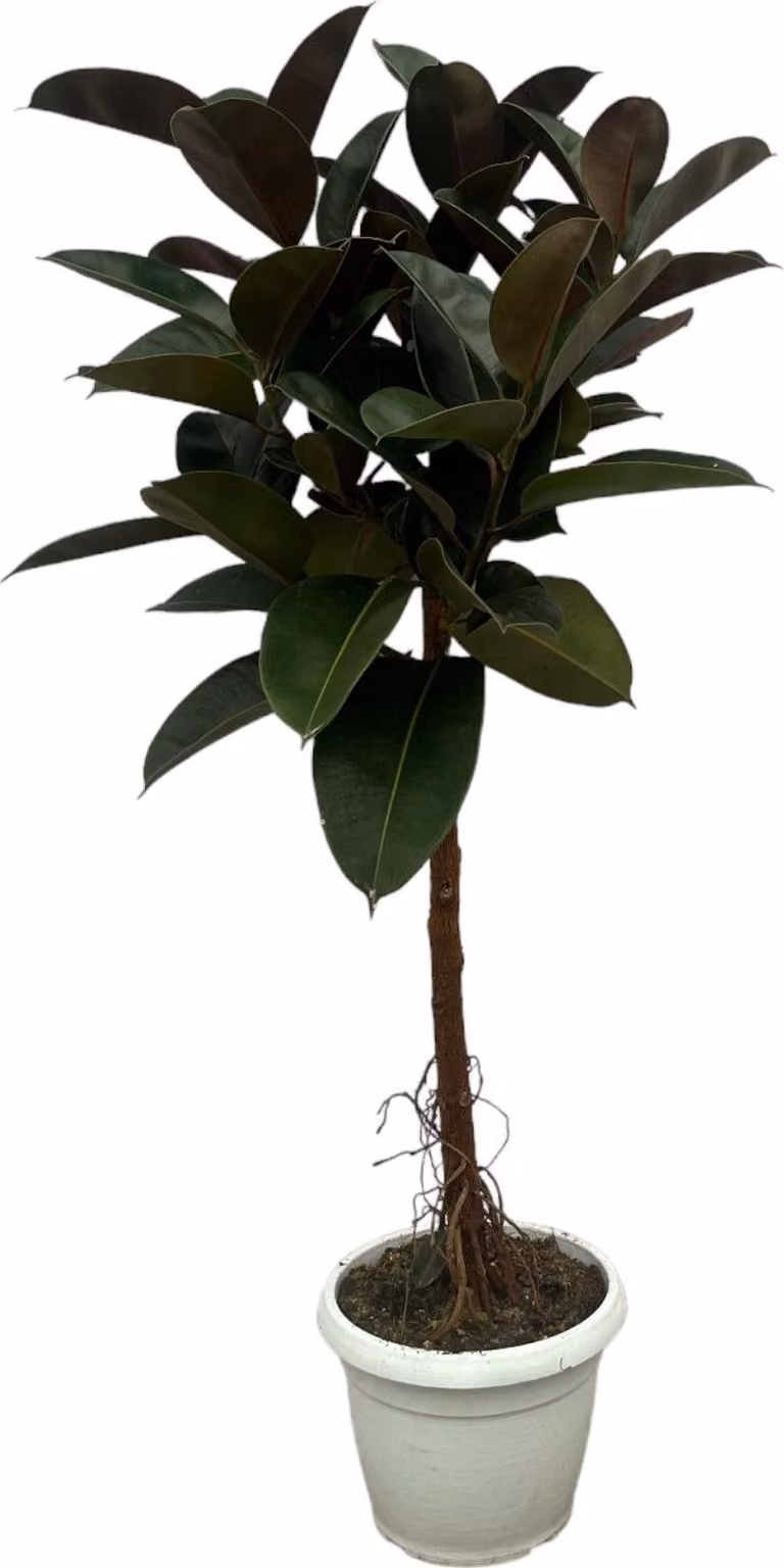 Ficus elastica 'Robusta', pianta da appartamento con tronco, altezza 140cm