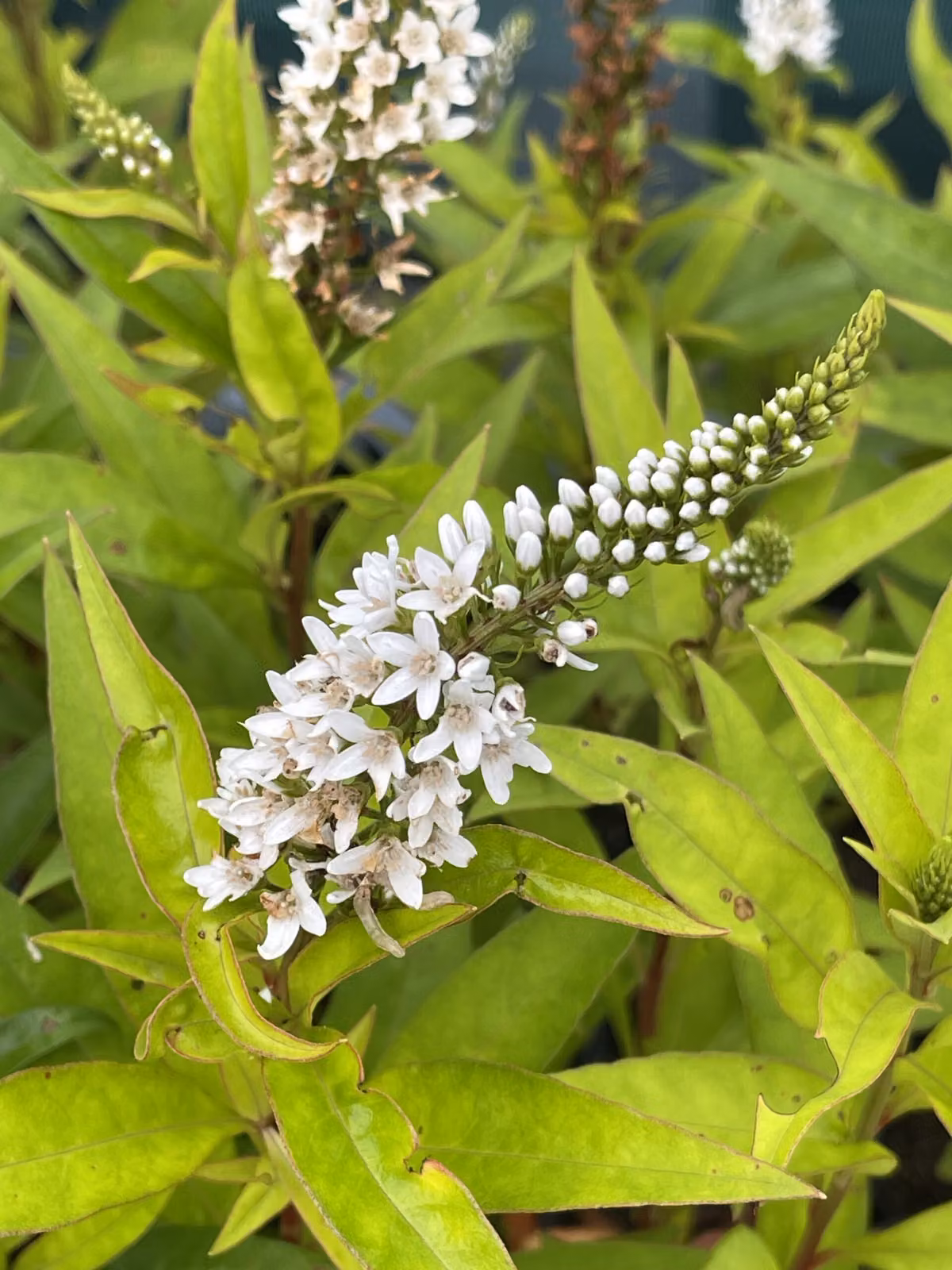 6 x Lysimachia clethroides - Coregone delle nevi - vaso 9 x 9 cm