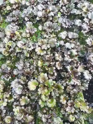 6 x Saxifraga cort. 'Black Ruby' - sassifraga - vaso 9 x 9 cm