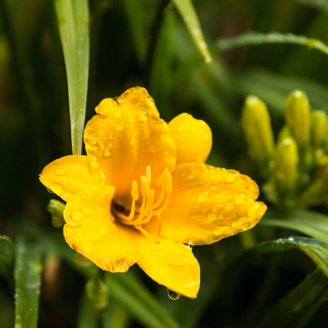 Hemerocallis Stella de Oro, 6 piante, Ø9cm, altezza 10-25cm, daylily giallo