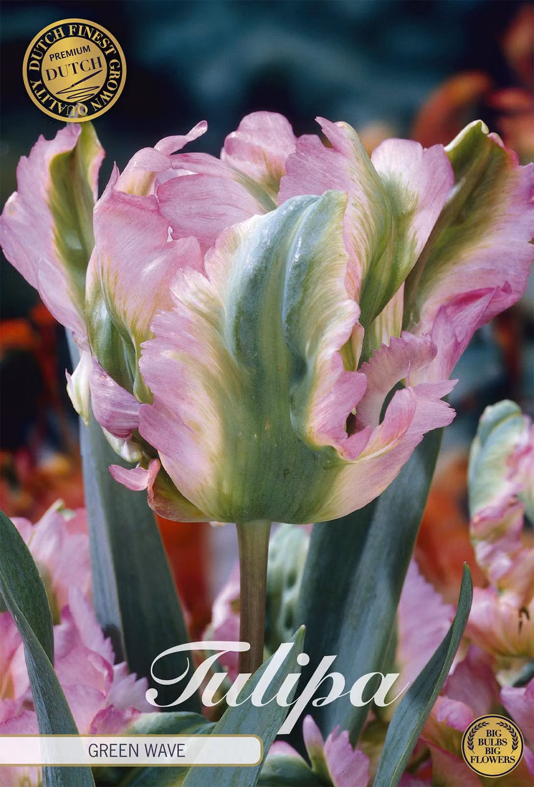 Tulipano Green Wave (7 pezzi) | Bulbi di tulipano di Sam van Schooten