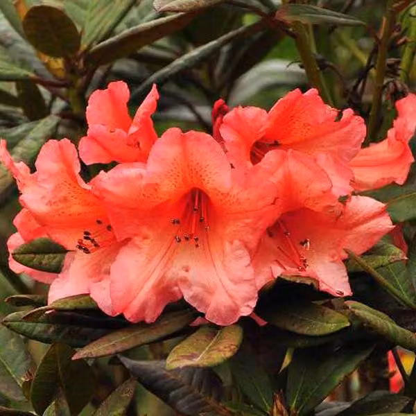 Rhododendron - Rhododendron 'Tortoiseshell Orange' | 40-50 cm in vaso