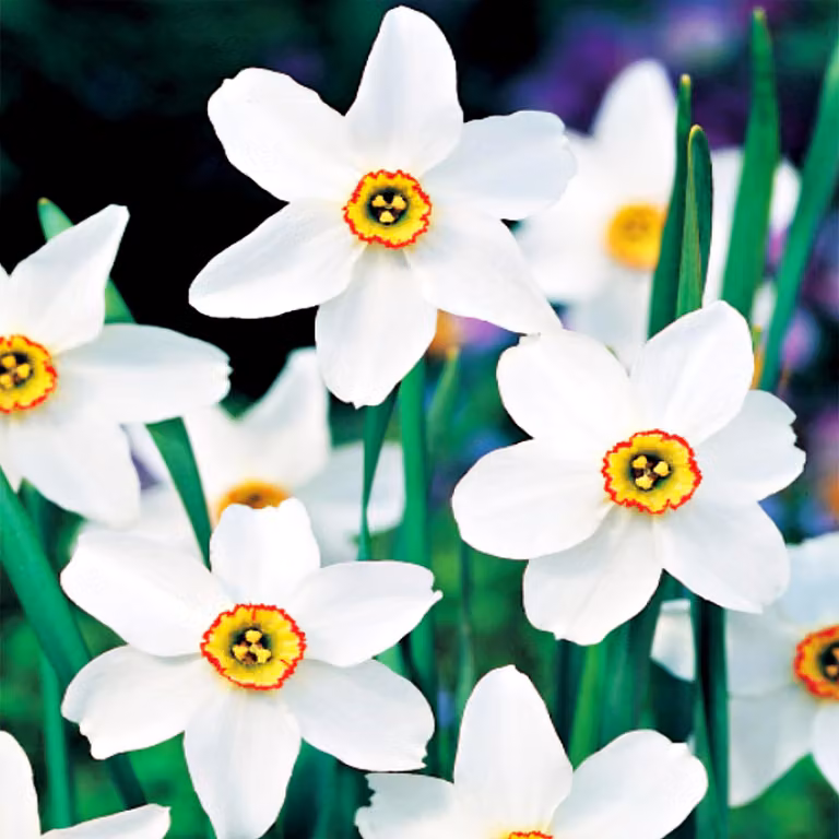 Bulbi di giunchiglia Bulbi di fiori Narcisi profumati Recurvus 5 pz.