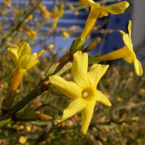 2 piante di gelsomino invernale (Jasminum nudiflorum), alte 50-60 cm, in vaso