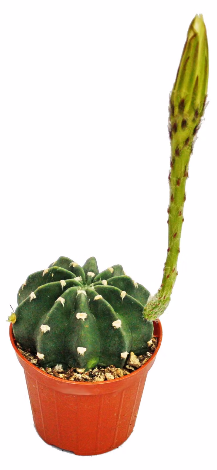 Echinopsis subdenundata - piccola pianta in vaso da 5,5 cm