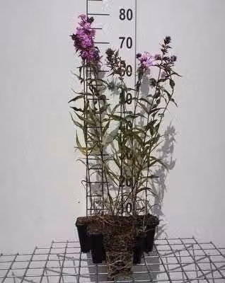 6 x Phlox (m) 'Alpha' - Fiore di fiamma - vaso 9 x 9 cm