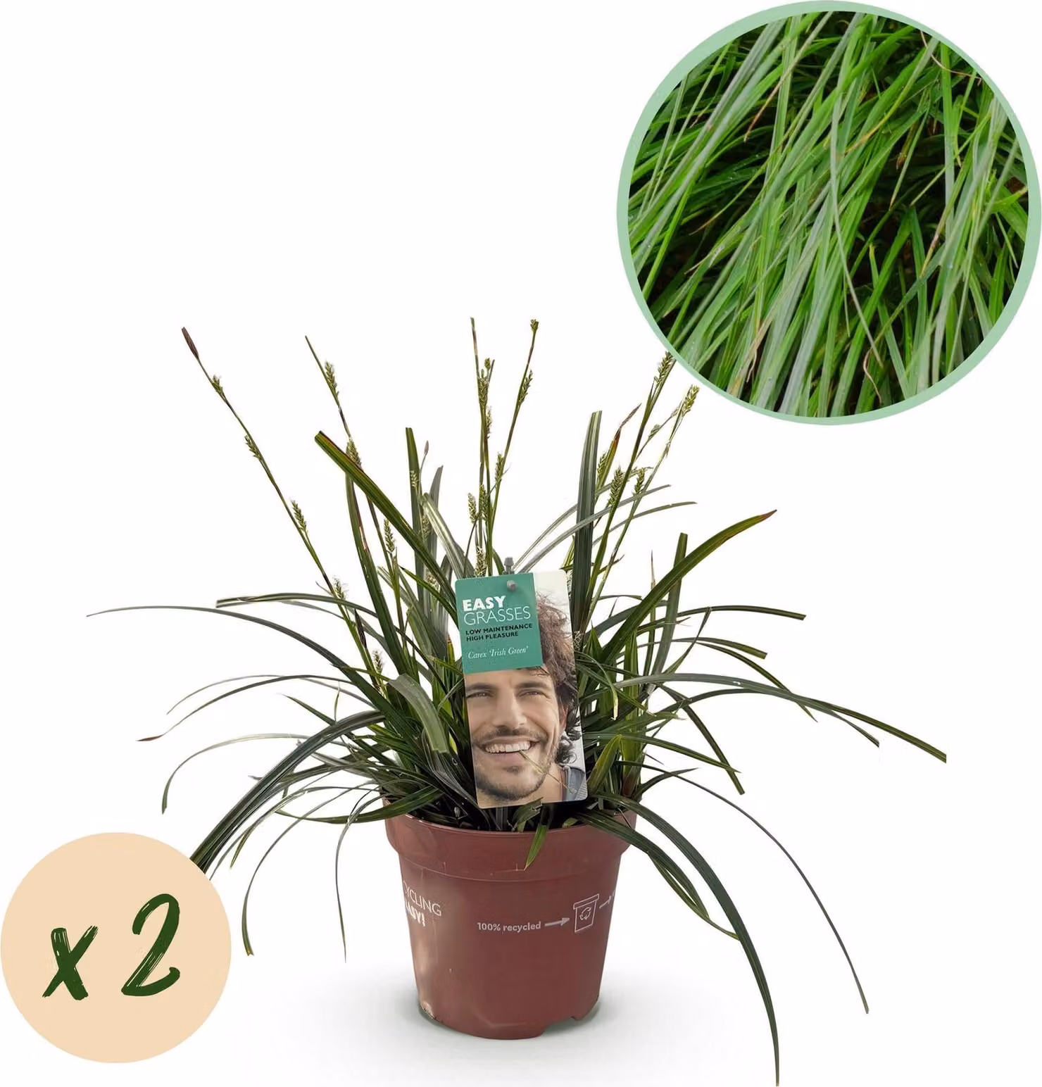 Carice giapponese (Carex oshimensis) Intense Green, 2 piante, Ø17cm
