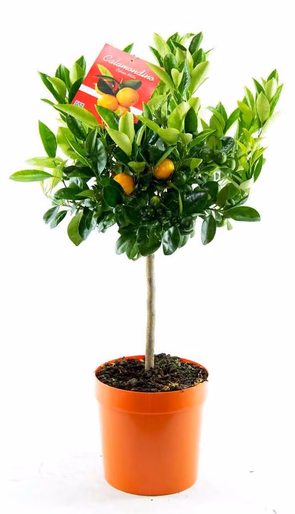 Arancio calamondino 80 cm molti frutti Citrofortunella microcarpa Citrus calamondin