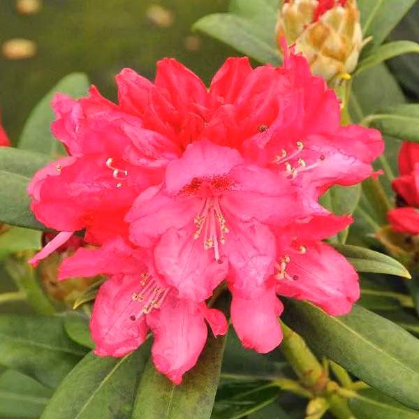 Rhododendron 'Sneezy' | 25-30 cm in vaso