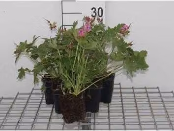 6 x Geranium macr. 'Bevan's Variety' - Cranesbill - vaso 9 x 9 cm
