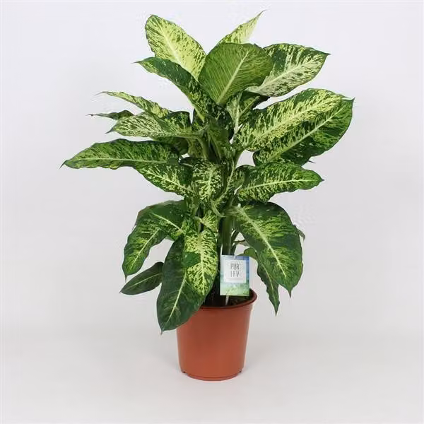 Dieffenbachia Mars 60-70 cm Pianta verde Pianta da appartamento
