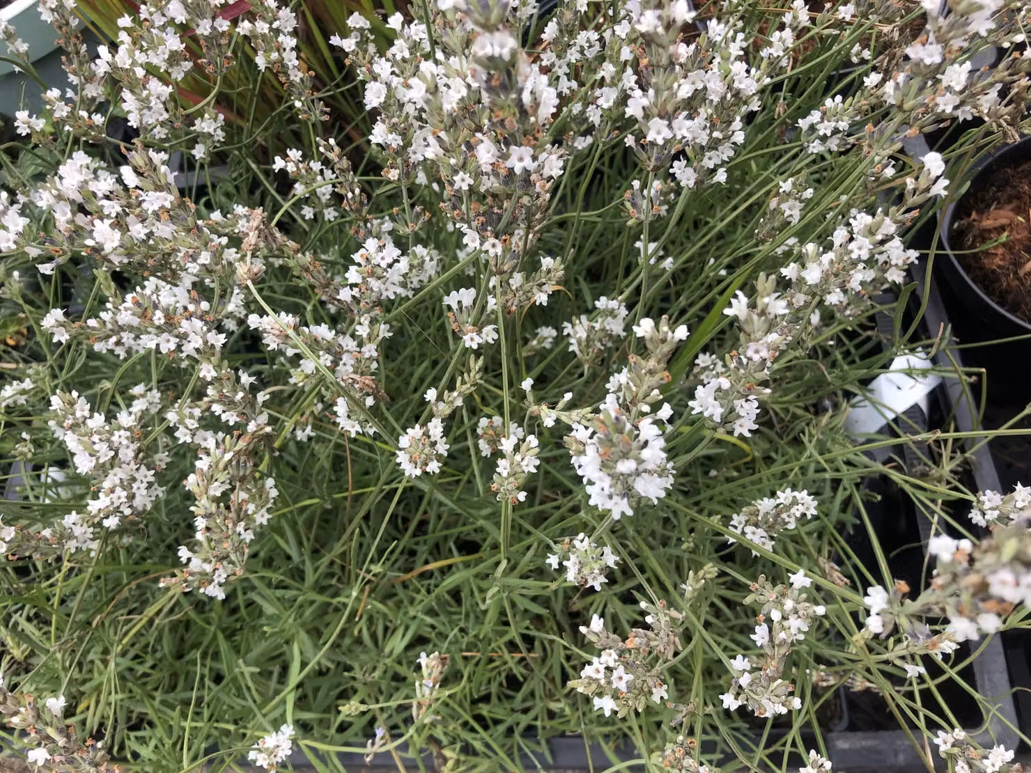 6 x Lavandula intermedia 'Edelweiss' - Lavanda in vaso 9 x 9 cm
