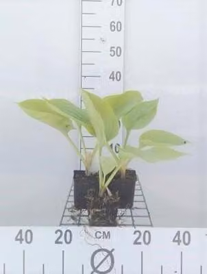 6 x Hosta hybr. 'Sum And Substance' - Hosta - vaso 9 x 9 cm x 9 cm