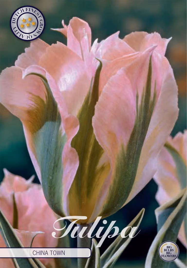 Tulipani China Town (7 pezzi) | Bulbi di tulipano di Sam van Schooten