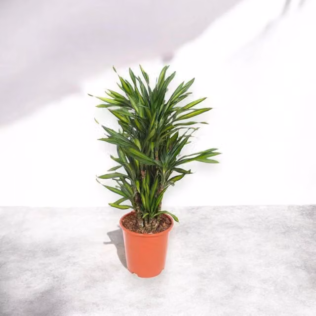 Gardenaria Dracaena fragrans 'Riki' - Pianta da interno ornamentale Altezza: 140 cm (vaso 30)