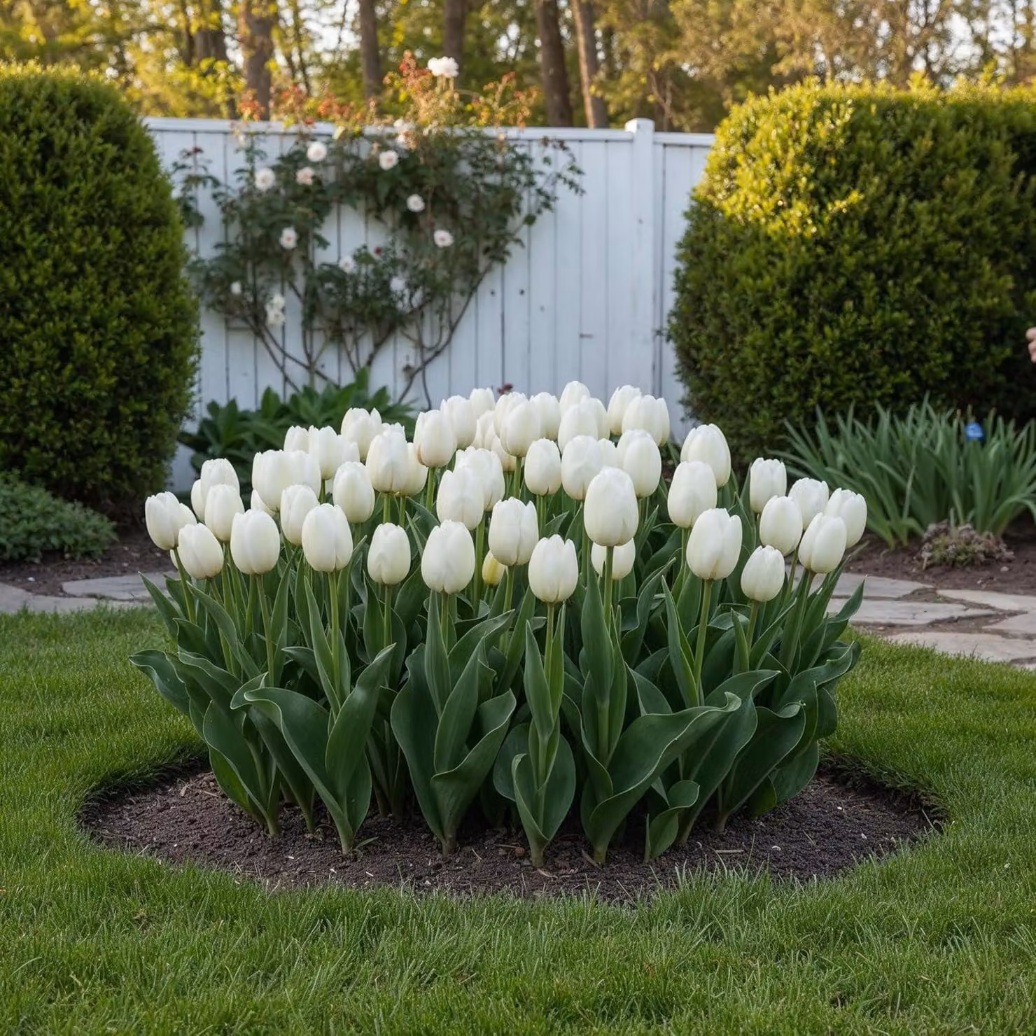 Bulbi di tulipano resistenti al freddo, perenni, di colore bianco - 3 bulbi - Piante vere provenienti dall'Olanda - Bulbi di tulipano per giardino e balcone (bulbi grandi, senza semi, non artificiali)