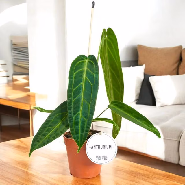 Pianta da interno ornamentale Gardenaria Anthurium warocqueanum con fogliame verde, Altezza: 40 cm