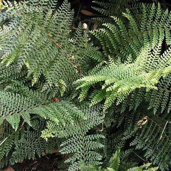 6 piante di Felce filigrana - Polystichum setiferum 'Dahlem' | Vaso da 9x9 cm