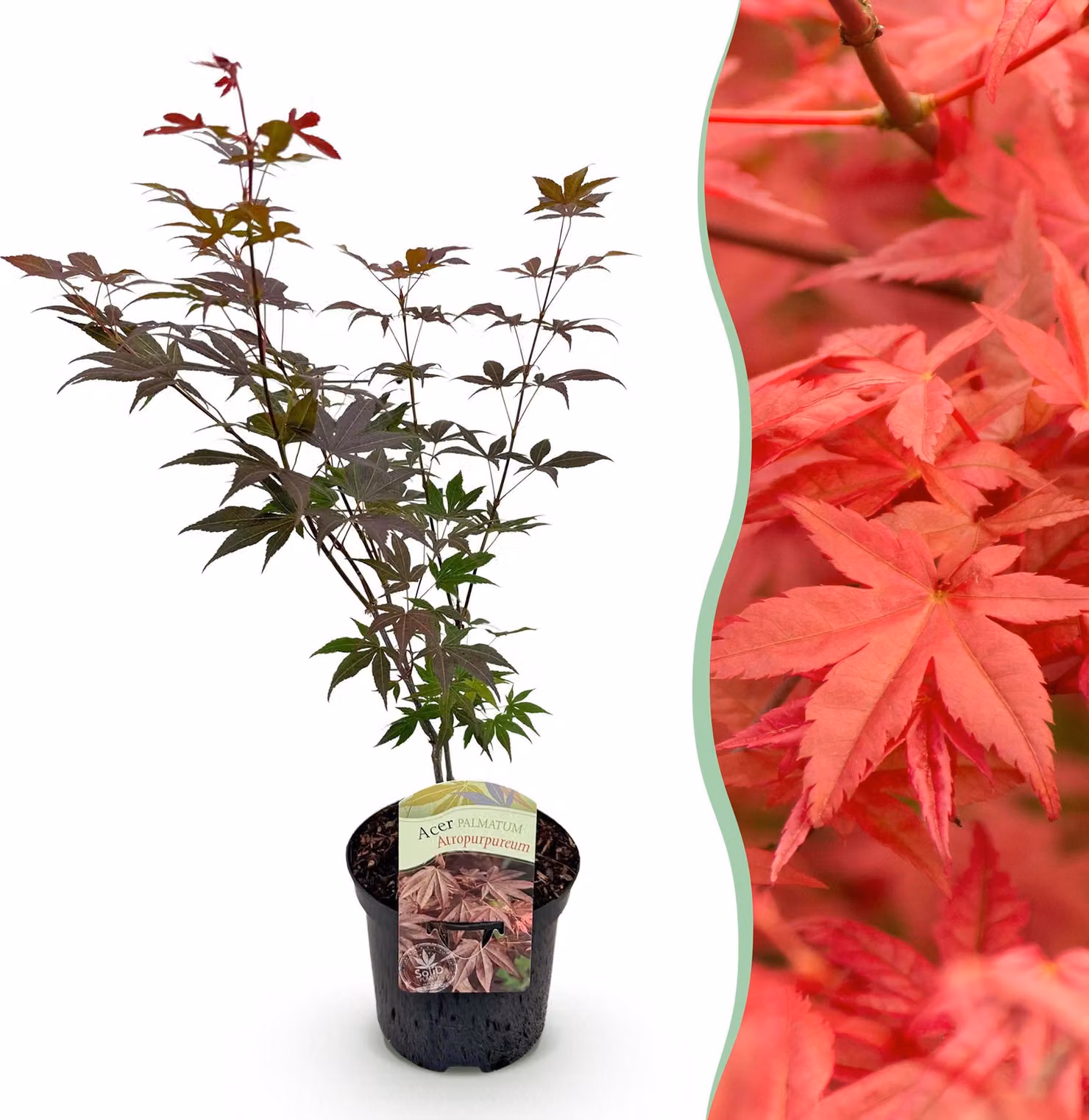 Pianta da terrazzo - Acero giapponese - Acer palmatum Atropurpureum - Viola - 1 Pianta - Decidua - 60-70cm - Ø25cm - Pianta da giardino