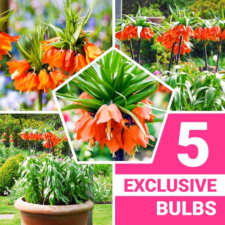Bulbi di Kaiserkrone, perenni - Fritillaria Imperialis arancione - 5 bulbi di fiori - Piante vere provenienti dall'Olanda - adatte per giardino e vaso (bulbi di grandi dimensioni, senza semi e non artificiali)